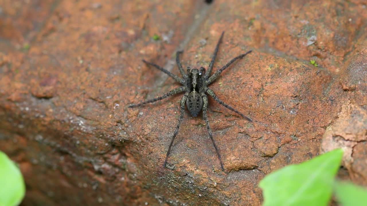 Small Wolf Spider basking on brick in garden. England. UK