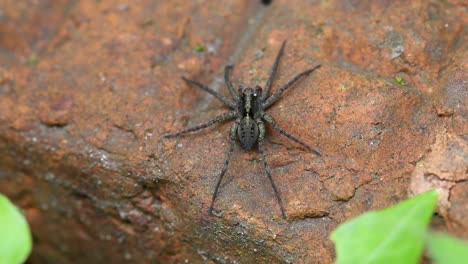 small wolf spider basking on brick in garden. england. uk