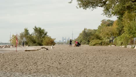 toronto beaches, city backdrop with people walking dogs