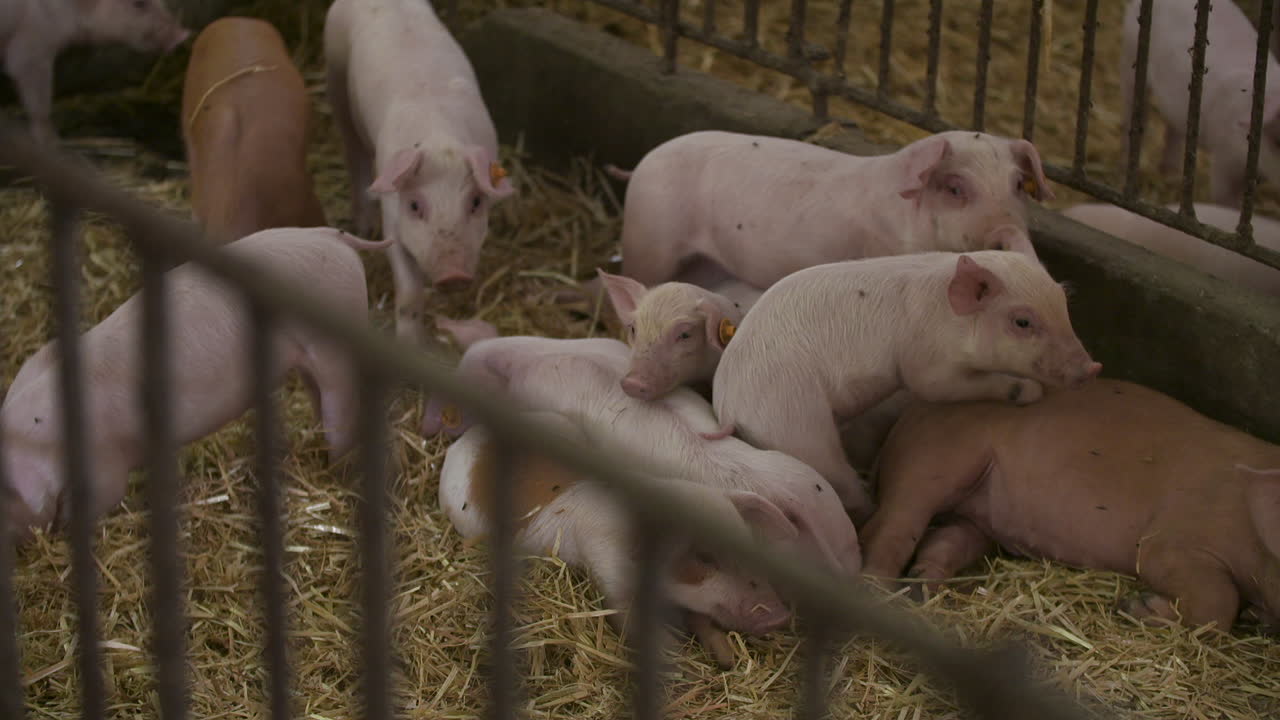 축산 농장의 새끼 돼지 3