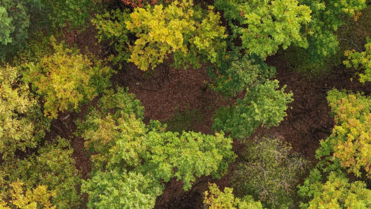 A drone captures an autumn forest, displaying a beautiful blend of green, yellow, and orange trees. The top-down perspective highlights the natural diversity and seasonal transformation of the forest