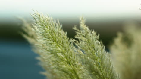 close-up image of ornamental plant