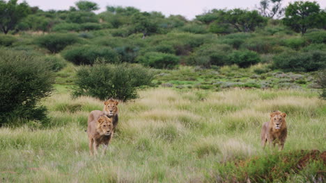 Herd-Of-Lions-On-Grassy-Savannah-In-Central-Kalahari-Game-Reserve,-Botswana,-South-Africa