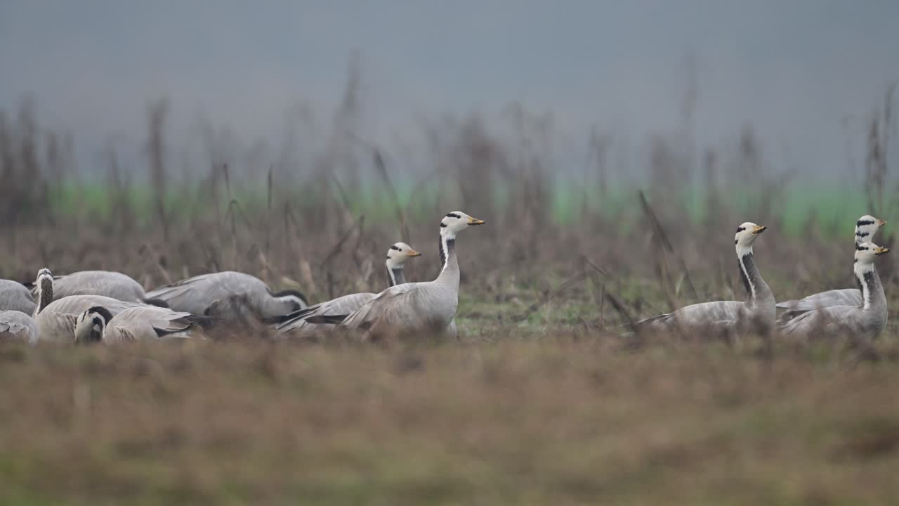 стадо барных гусей пасется на пшеничных полях