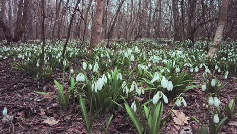 Experience-the-enchanting-beauty-of-spring-as-snowdrops-emerge-amidst-last-year's-fallen-leaves-in-this-mesmerizing-woodland-scene