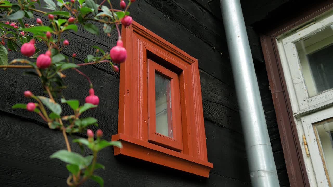 Exterior view of black painted old traditional wooden residential house, small red window, red flowers in the foreground, overcast day, medium handheld shot
