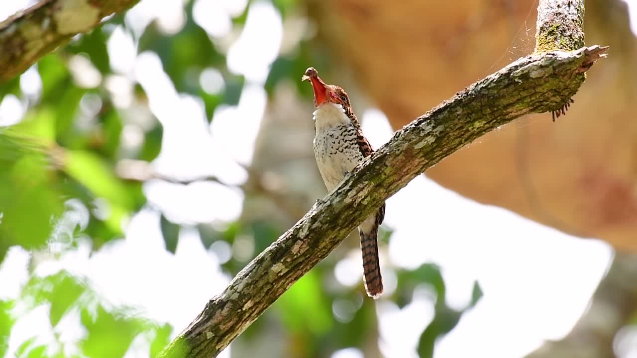 un martín pescador de árboles y una de las aves más hermosas que se encuentran en tailandia dentro de las selvas tropicales