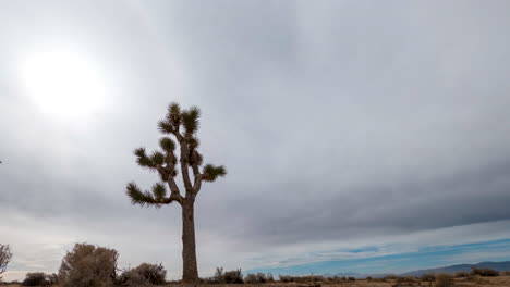 lapso de tiempo de veinticuatro horas del desierto de mojave y el árbol de joshua que incluye cloudscape, amanecer, atardecer y las estrellas de la noche