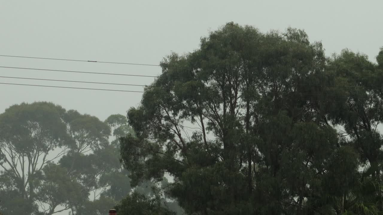 Birds Flying In Gum Trees in Heavy Rain, Grey Overcast Daytime, Maffra, Gippsland, Victoria, Australia