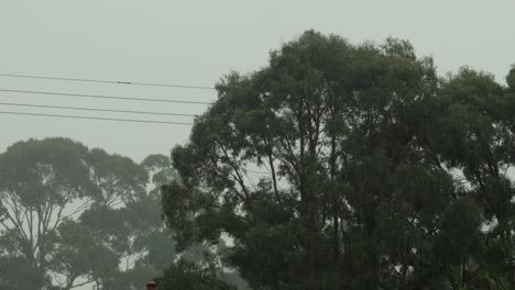 birds flying in gum trees in heavy rain, grey overcast daytime, maffra, gippsland, victoria, australia