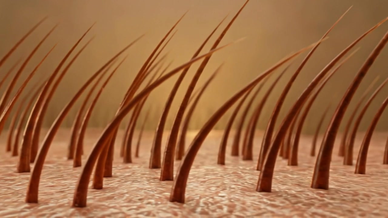 Microscopic hair follicle and skin anatomy medical visualization