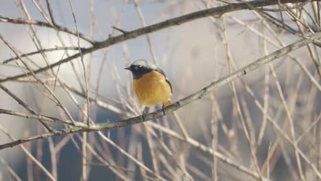 eastern yellow robin perched on a branch in winter at sunset in south korea