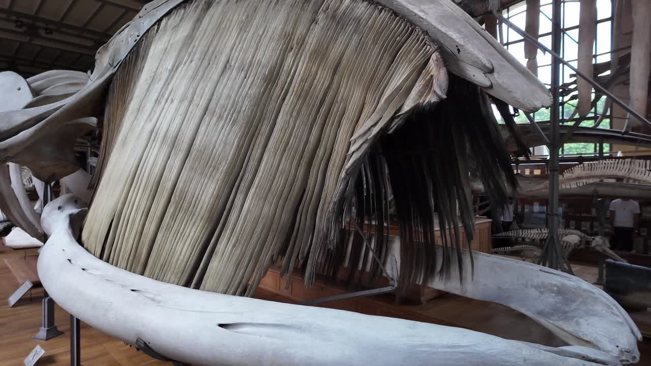 Whale skeleton baleen at museum of Natural History, Paris in France. Close-up