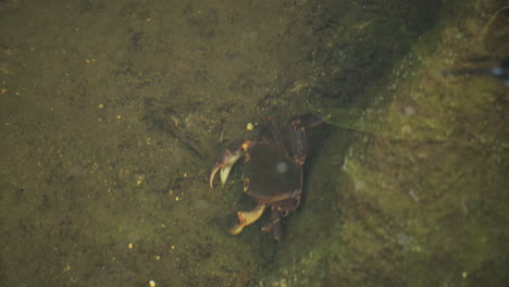 Eine-Krabbe-Im-Dschungel-Von-Vietnam