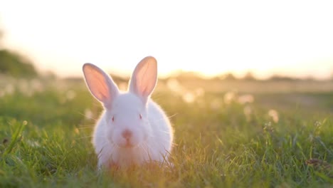 a young white rabbit with big ears walks on the green lawn and eats grass
