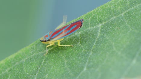 red-banded leafhopper, also known as the candy-striped leafhopper resting on a leaf and cleaning its wings and abdomen using its rear legs