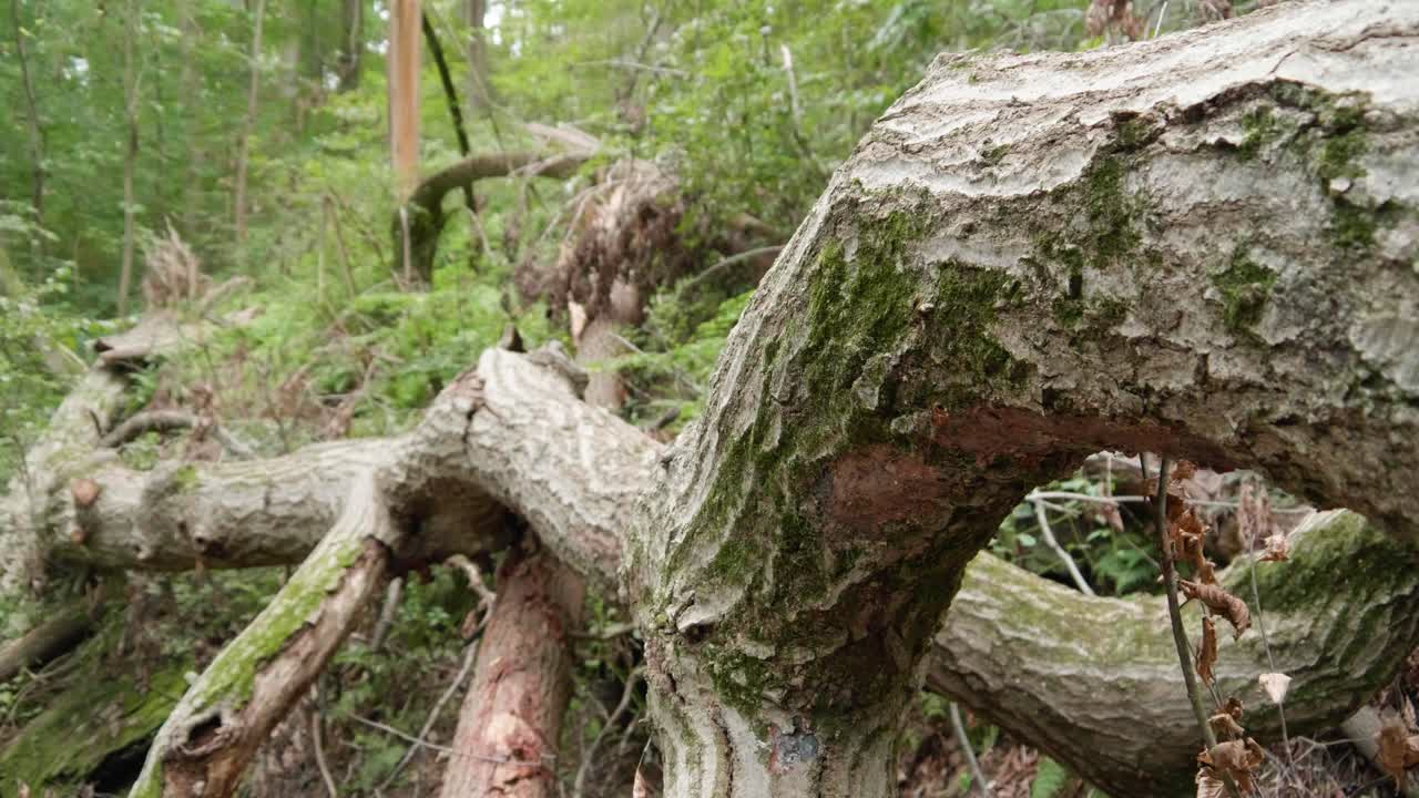 Fallen tree and branches in forest in Pennsylvania