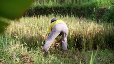 Cámara-Lenta:-Agricultor-Masculino-Tradicional-Cosechando-Arrozales