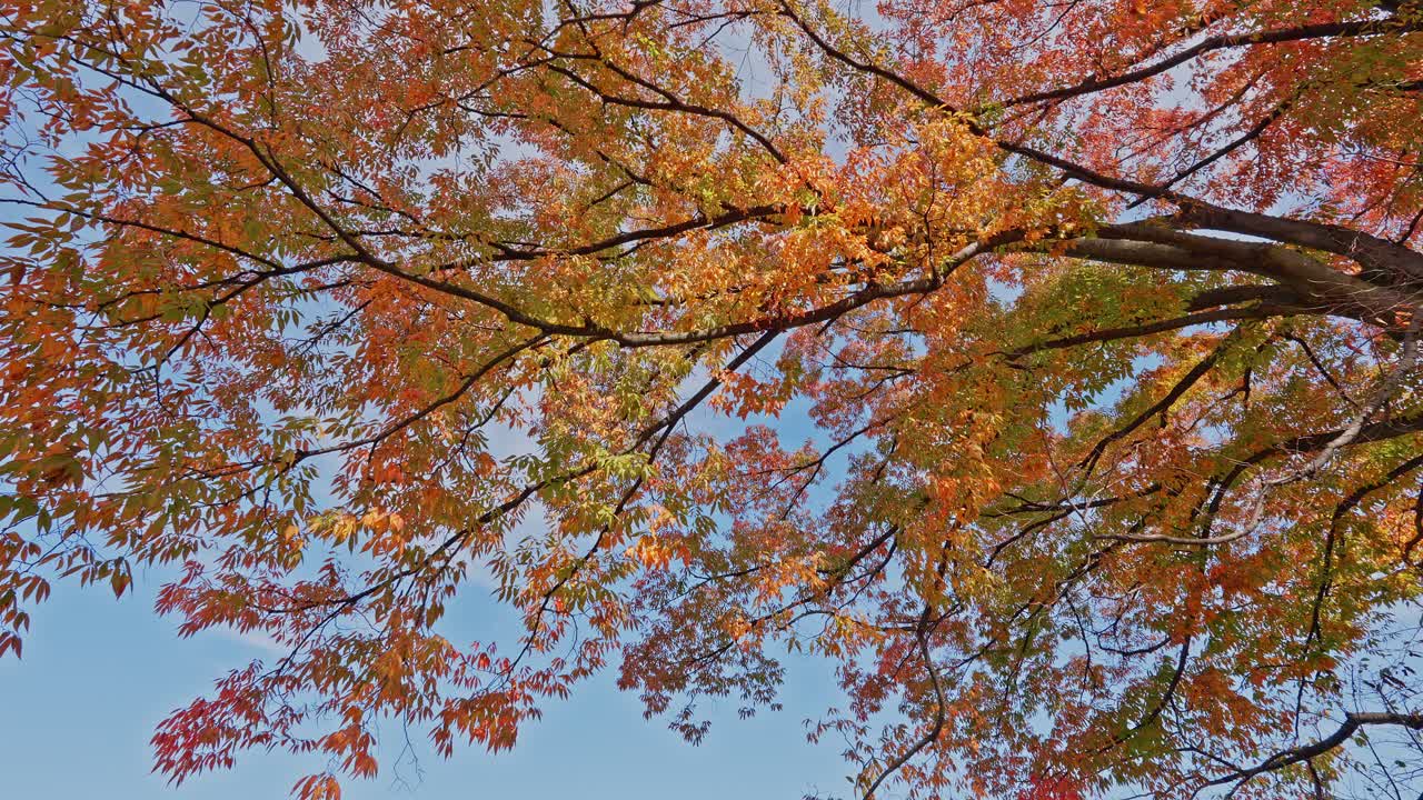 Looking up at a tree canopy filled with brilliant red, orange, and yellow autumn leaves against a clear blue sky