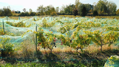Red-Vineyard-With-Protective-Nets