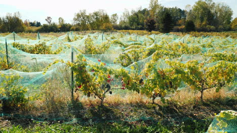 Roter-Weinberg-Mit-Schutznetzen