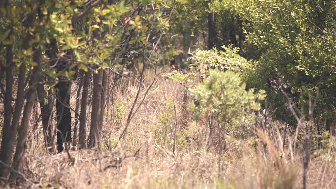 Antílope Impala escondiéndose en una densa espesura de arbustos en un bosque africano