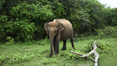 Toma-Estática-De-Elefante-Moviendo-Sus-Orejas-Y-Cola-Feliz-Jugando-Con-Hierba-En-Un-Hermoso-Paisaje-Verde,-Sri-Lanka