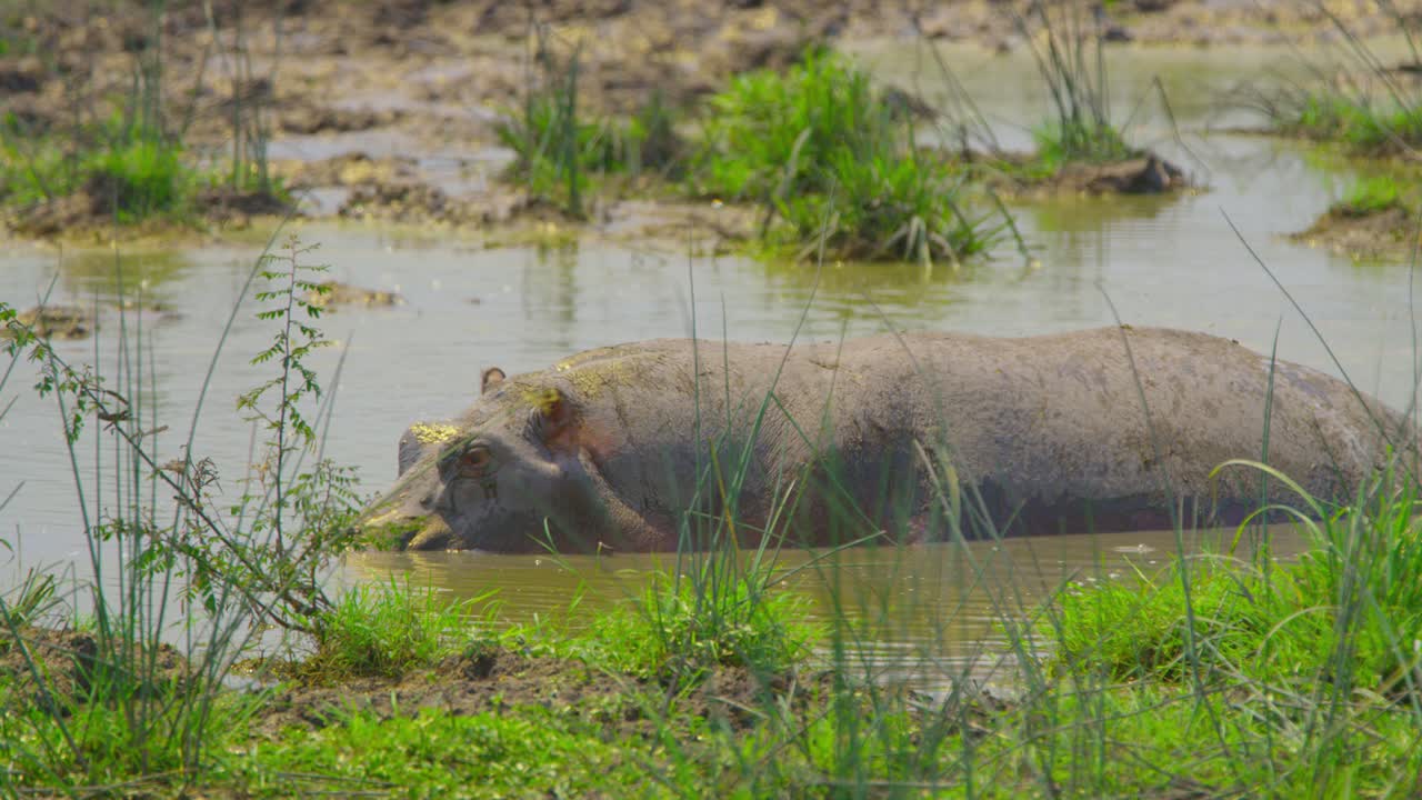 flodhest afkøles i sumpen i den afrikanske varme sol med mudret vand og levende græs