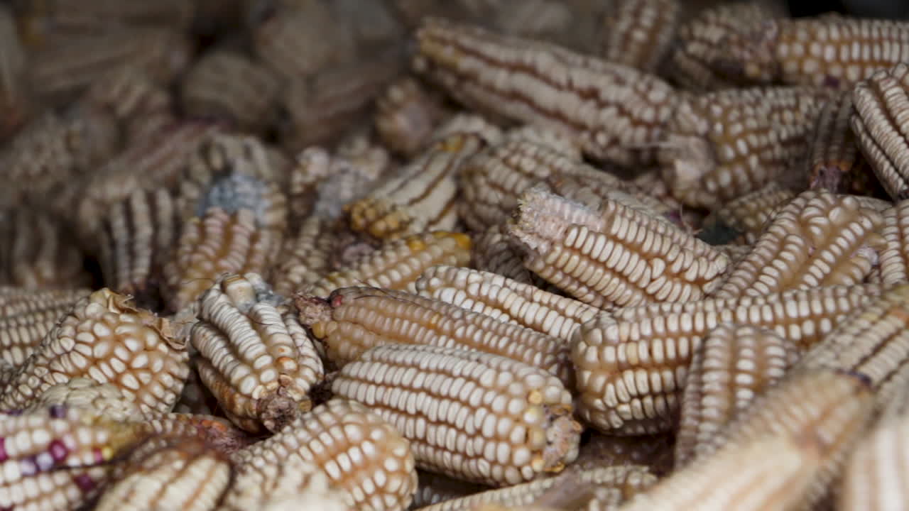 Cinematic close up of harvested white corn cobs stacked together, highlighting agricultural production, rural farming, food supply and traditional grain used in Latin American cuisine