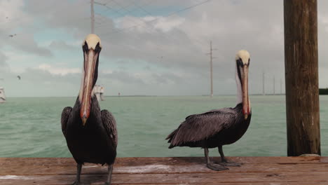 pelicans on a dock