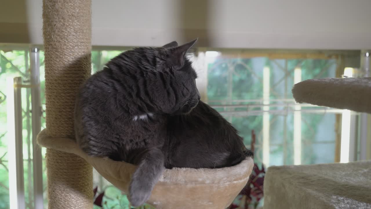 바닥에서 천장에 는 포스트의 꼭대기에 햄록 침대에서 휴식을 취하는 큰 고양이