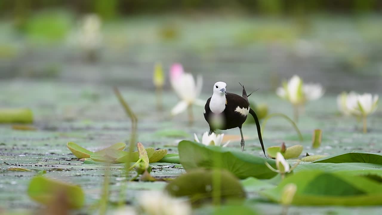 Jacana bird explores lily pond in serene tropical morning atmosphere