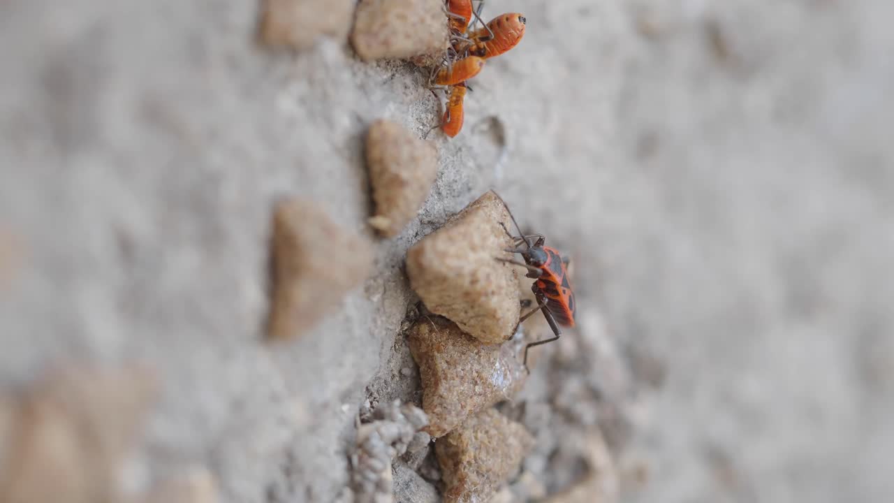 Bugs on a wall