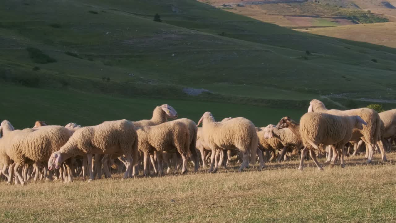 Herd Of Sheep Walking And Grazing In Pasture On Sunny Summer Morning With Mountains In Background