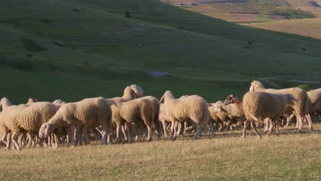 Herde-Von-Schafen,-Die-An-Sonnigen-Sommermorgen-Mit-Bergen-Im-Hintergrund-Auf-Der-Weide-Wandern-Und-Grasen