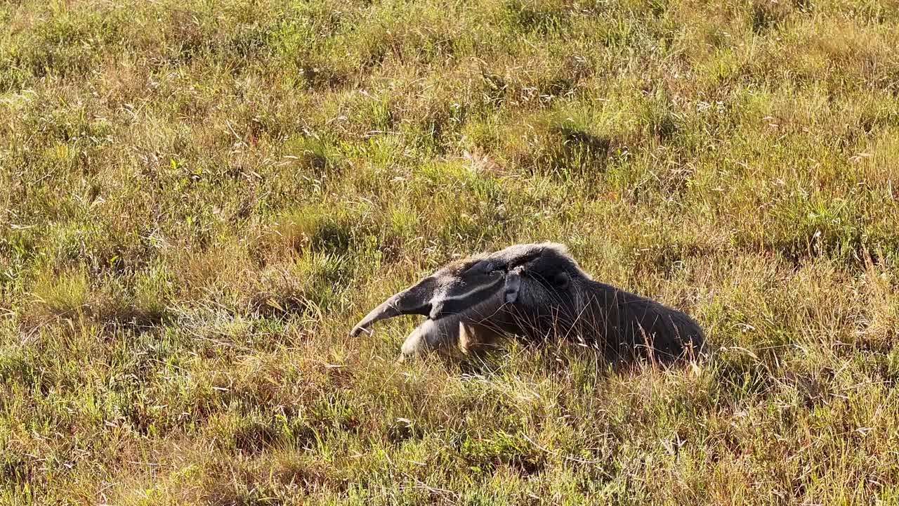Drone view of a giant anteater, a wild animal released into the wild in a national park in Serra da Canastra