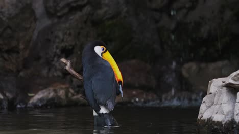 un hermoso tucán toco bañándose en un pequeño arroyo con una cascada al fondo en cámara lenta