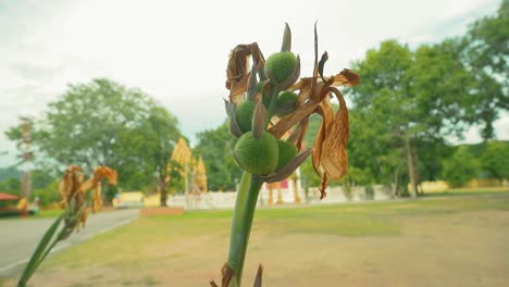 Dried-Shorea-Robust-Flower-Close-Up
