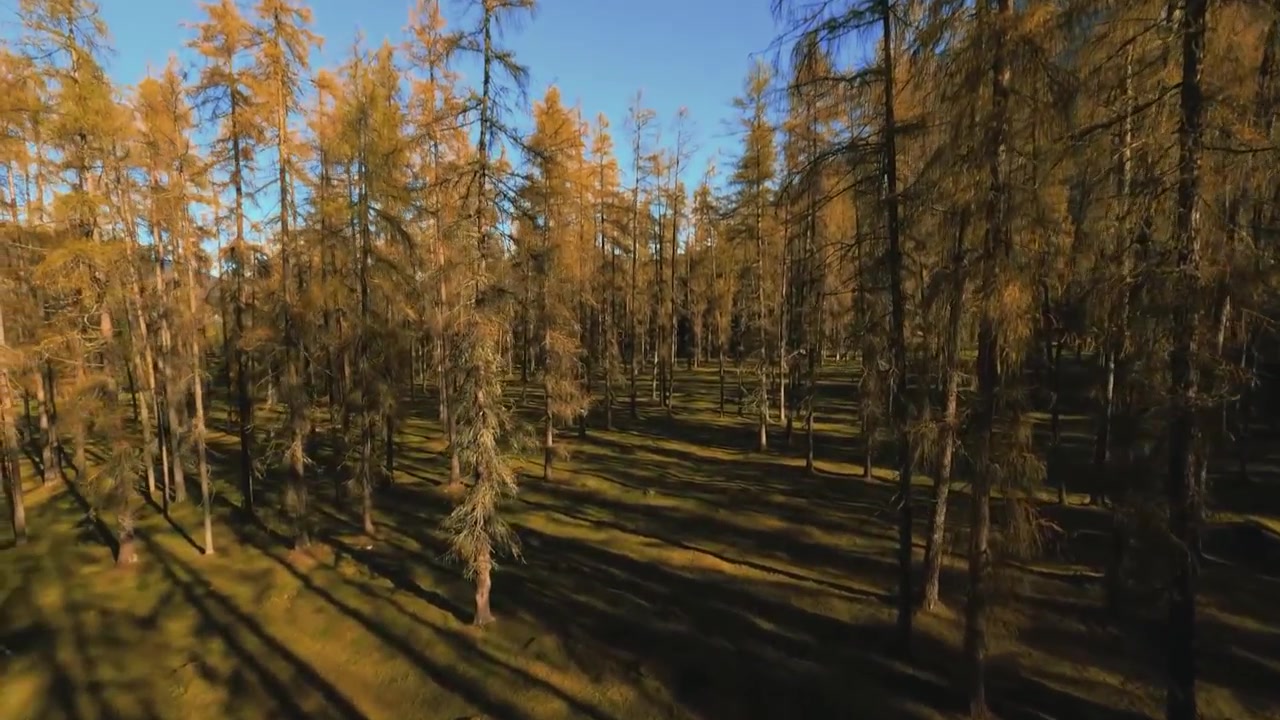 FPV aerial drone flying between tall pine trees in an autumn forest during golden hour or when sun is shining. Brown and green moss is covering the ground and tall trees are casting shadows on it.
