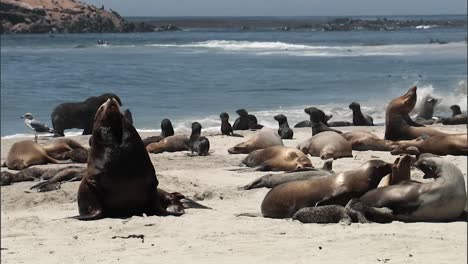 Primeros-Planos-De-Los-Jóvenes-Lobos-Marinos-De-California-Relajándose-En-Una-Playa-2010s