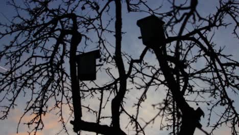 siluetas de caja de anidación en el manzano sin hojas
