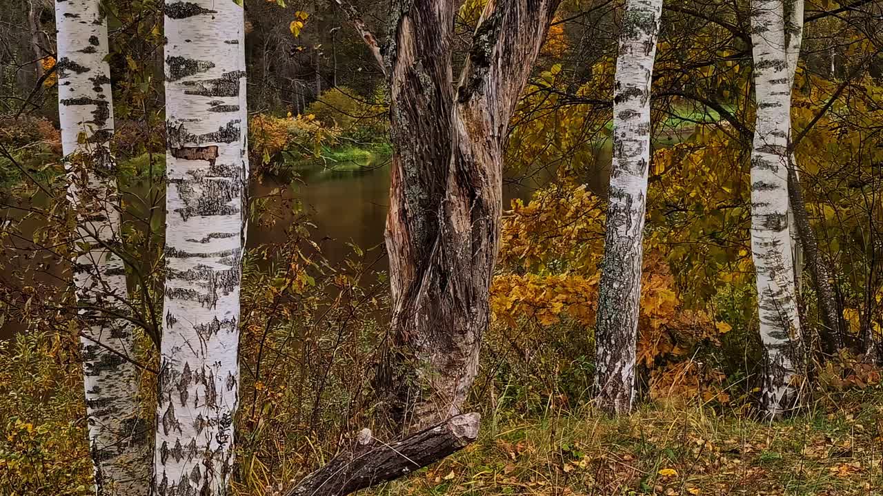 Herbstliche Waldlandschaft mit Birken mit weißer Rinde und goldenem Laub, die sich im Fluss spiegeln