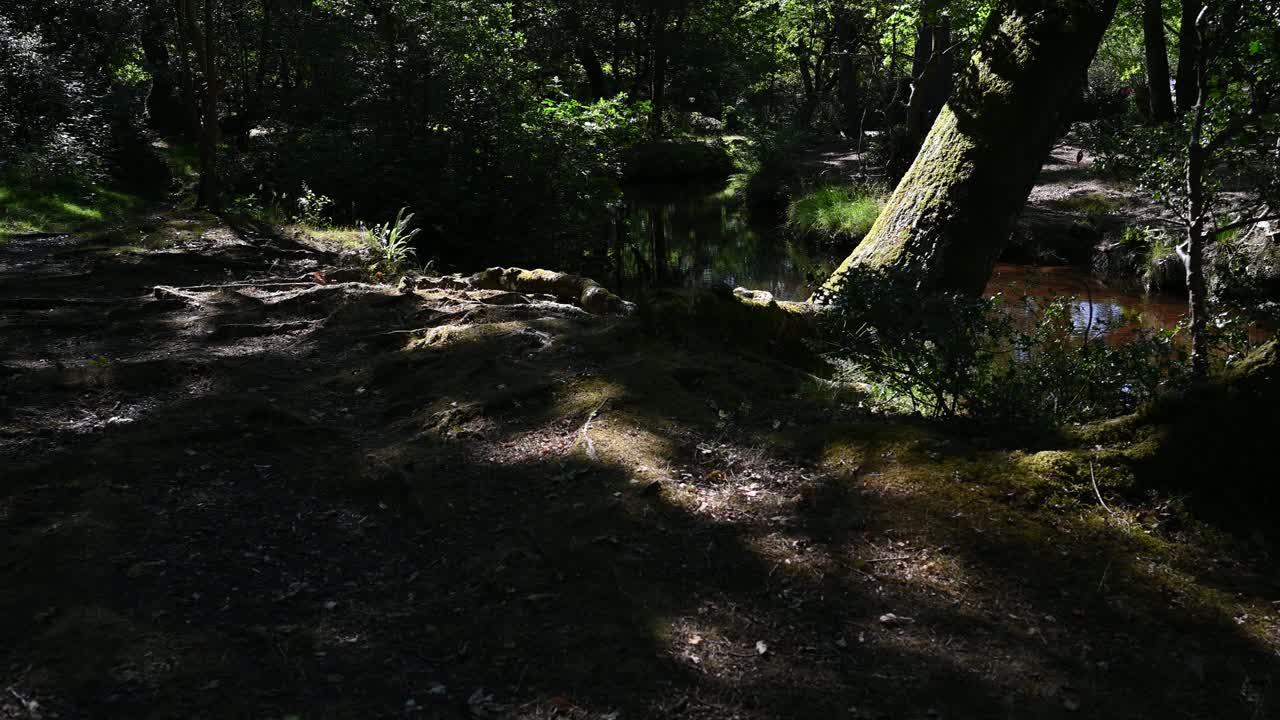 árbol inclinado sobre el arroyo del bosque en la luz del sol moteada en verano en el nuevo bosque de hampshire, reino unido