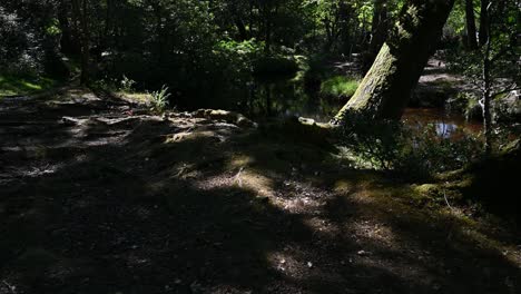 Tree-leaning-over-forest-stream-in-dappled-sunlight-in-summer-in-the-New-Forest-Hampshire-UK