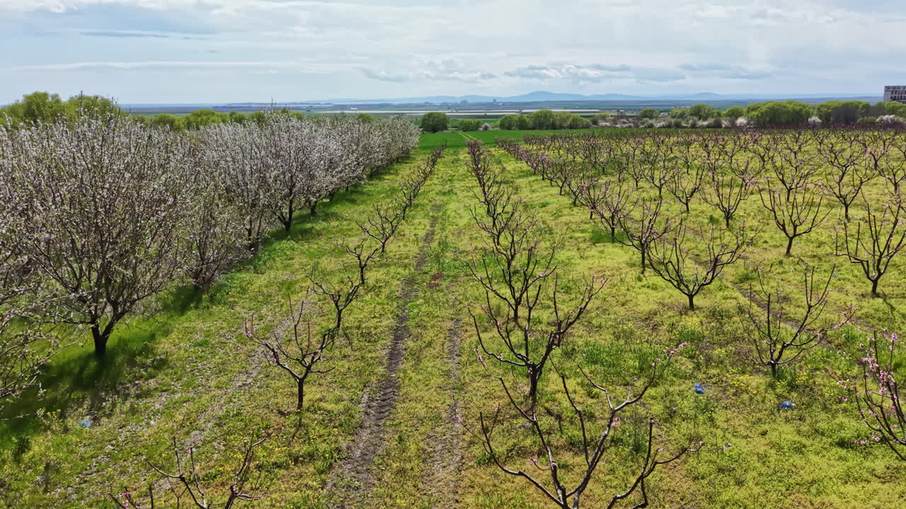 Alberi in fiore in un frutteto in una limpida giornata di primavera con file di alberi che si estendono nel paesaggio e una vista lontana delle montagne.
