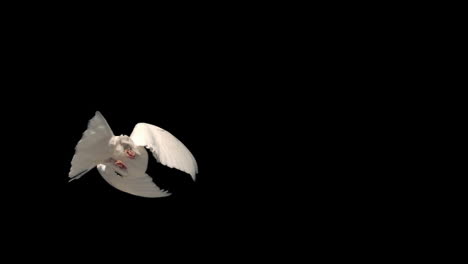 Dove-flying-on-black-background