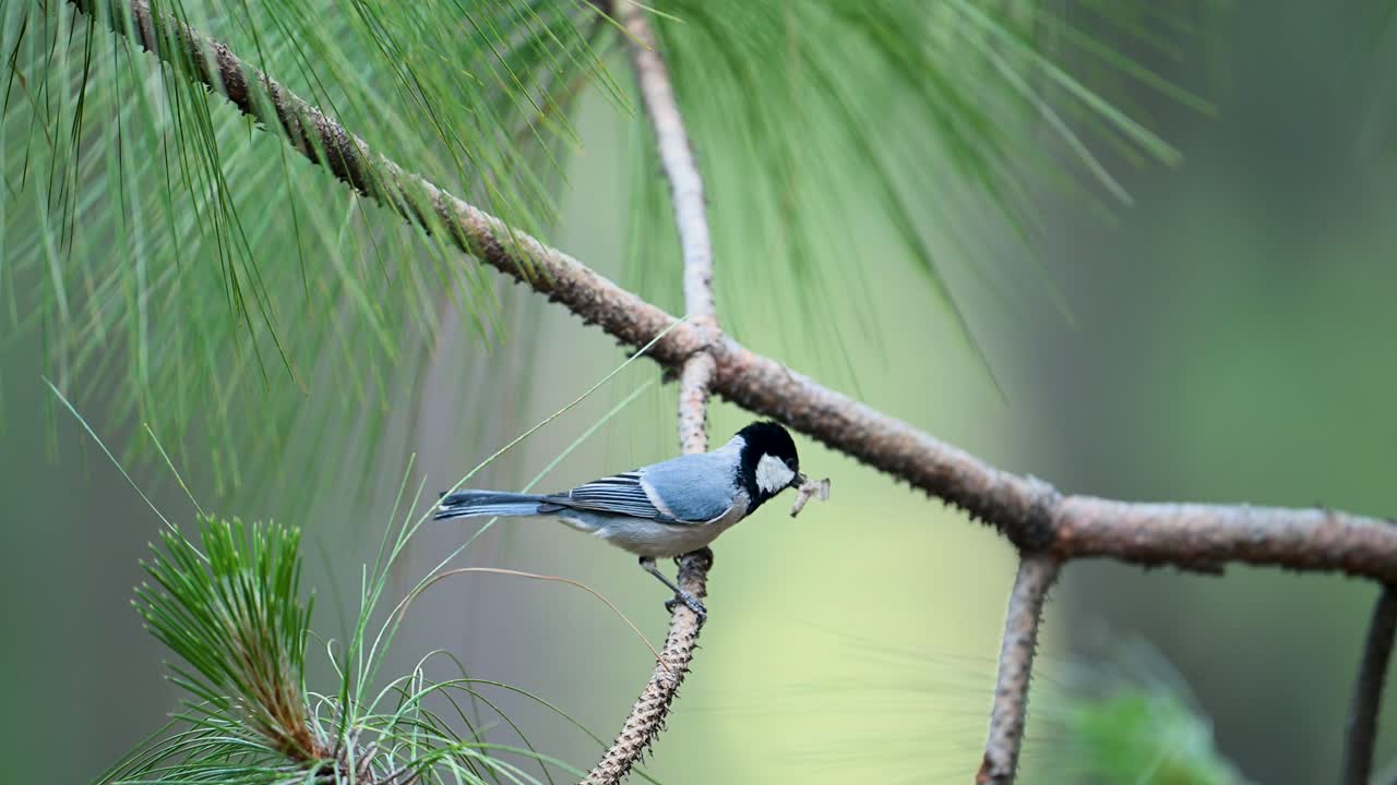 Asian Tit (Parus cinereus)perched on a pine branch , with Insects in beak