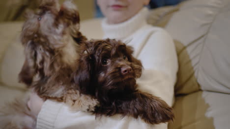 a girl holds two cute puppies on her lap, sits on the couch in the living room.