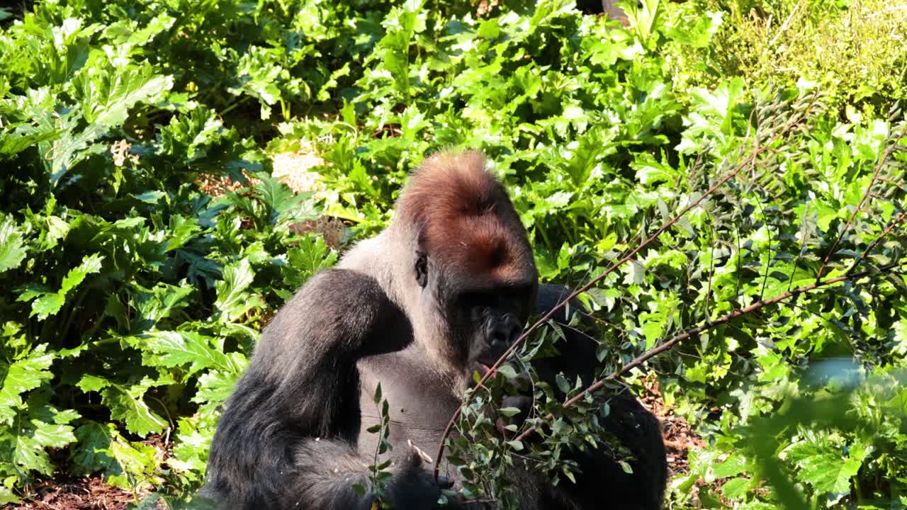 Gorilla che mangia foglie in un ambiente lussureggiante