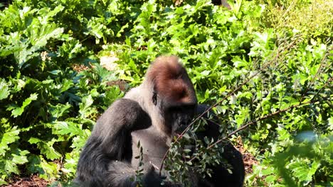 gorila comiendo hojas en un entorno exuberante